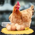 母鸡接鸡蛋游戏拯救蛋蛋 v1.0